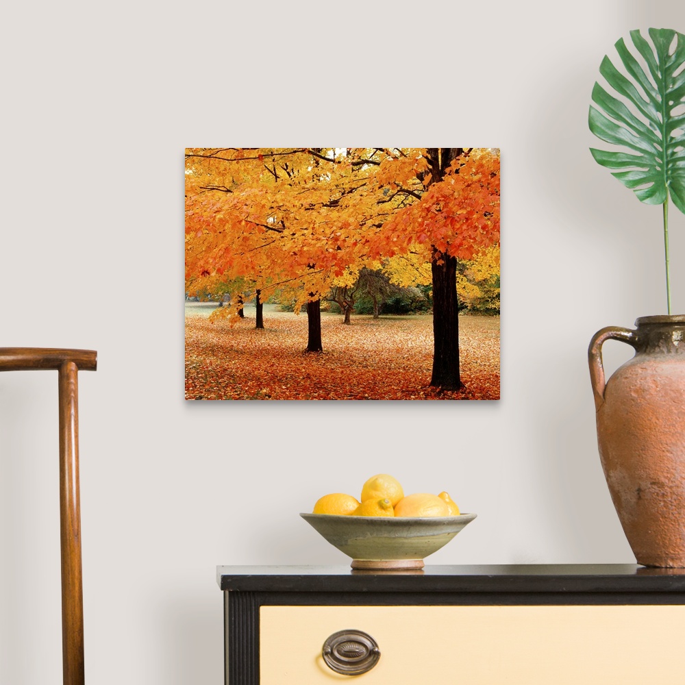 A traditional room featuring A photograph taken in a park during the fall with tree branches hanging down and leaves covering ...