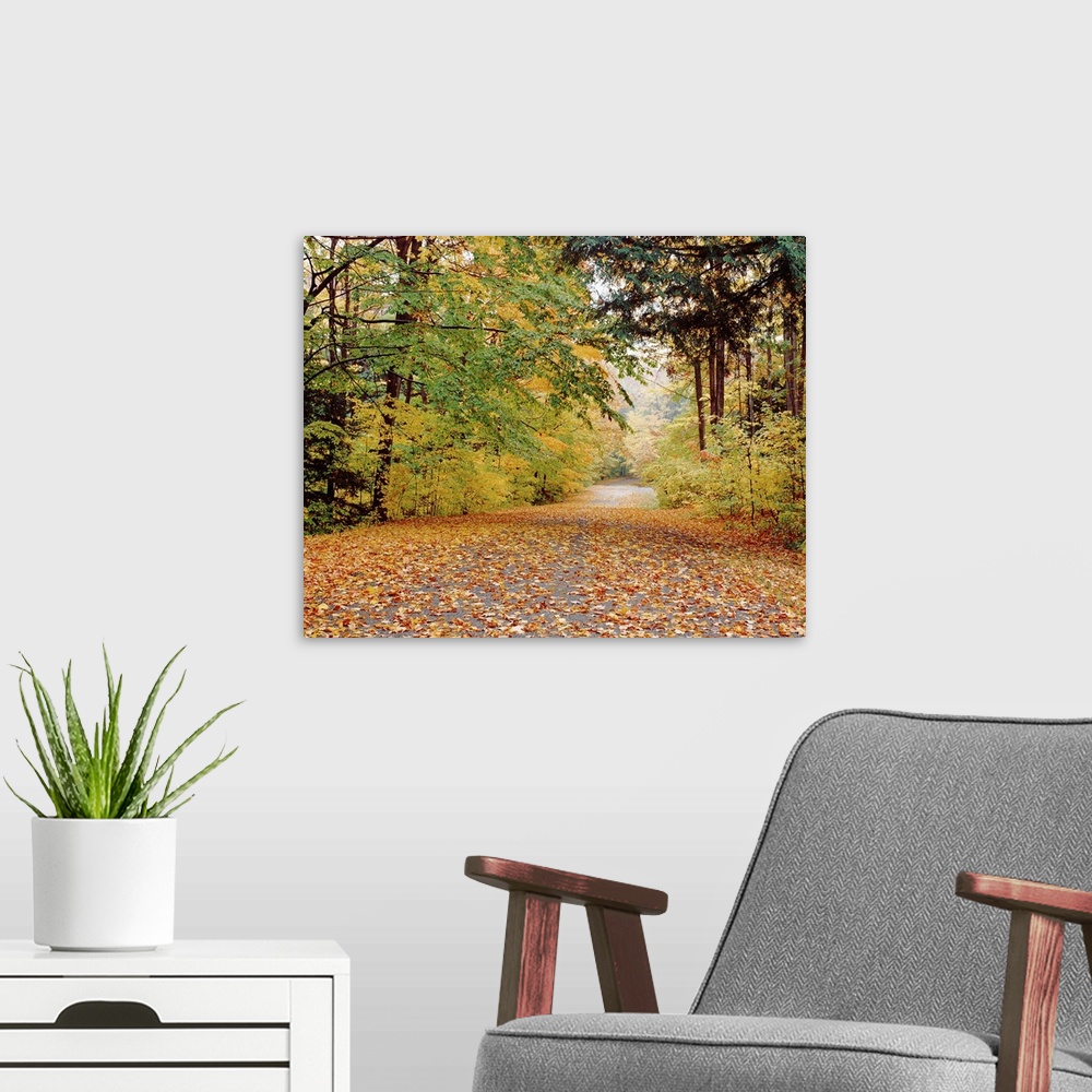 A modern room featuring Photograph of fallen autumn leaves on a roadway surrounded by fall trees in Chestnut Ridge State ...