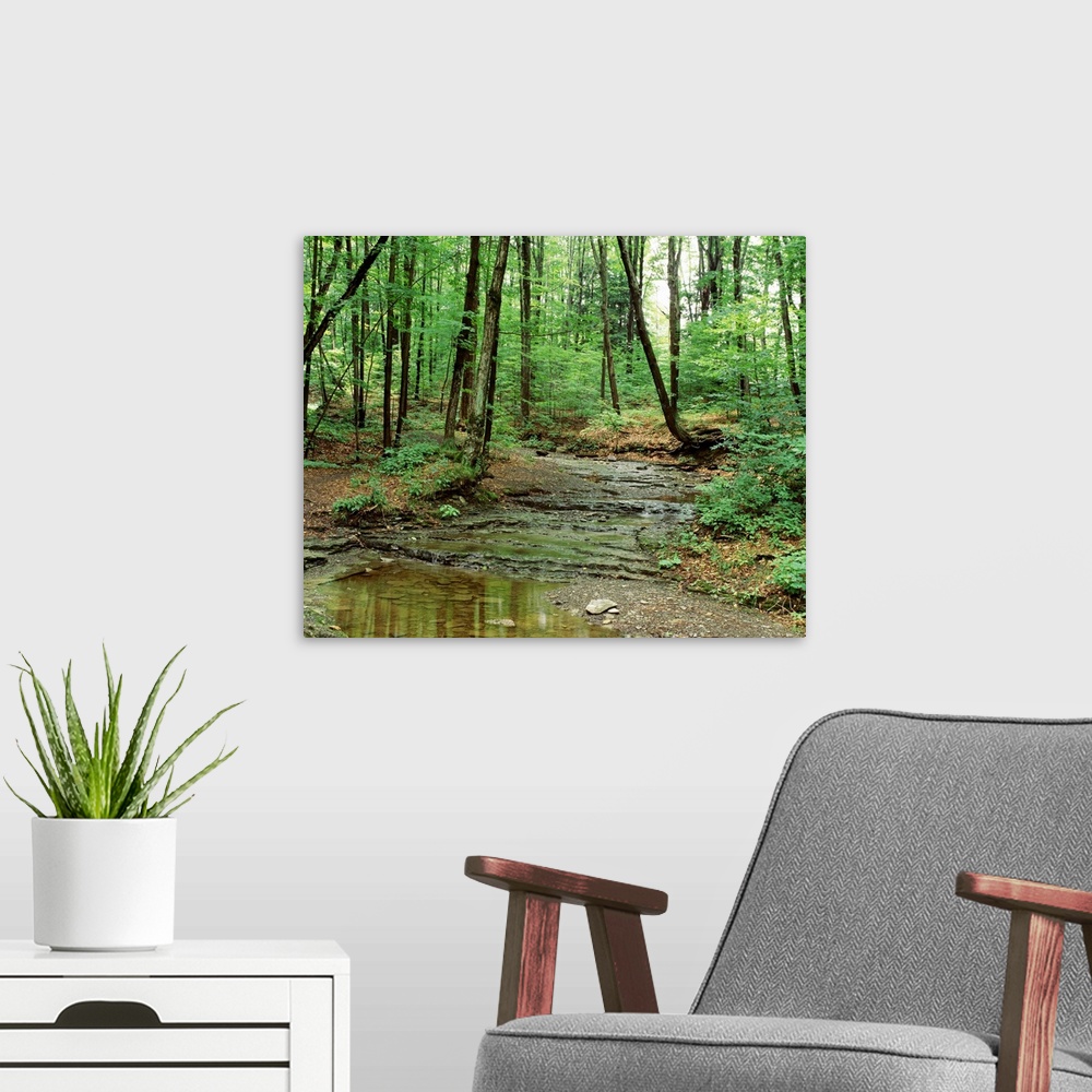 A modern room featuring New York State, Erie County, Emery Park, Stream of water flowing through the forest