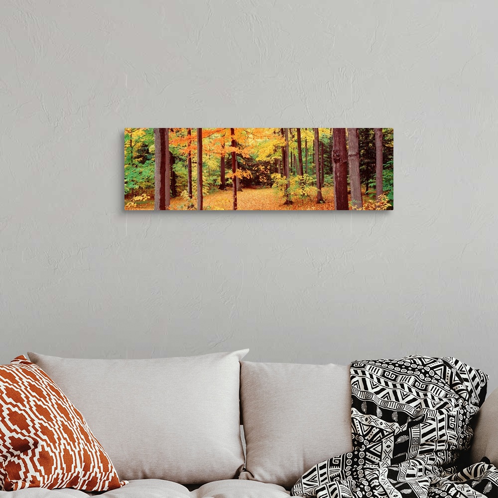 A bohemian room featuring New York, Trees in the Chestnut Ridge Park