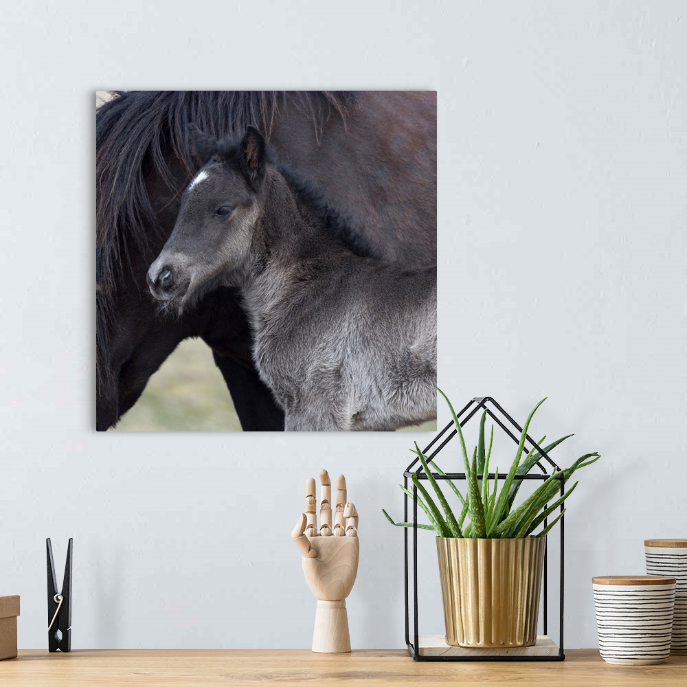 A bohemian room featuring Newborn foal with horse, Iceland Iceland purebred horse.