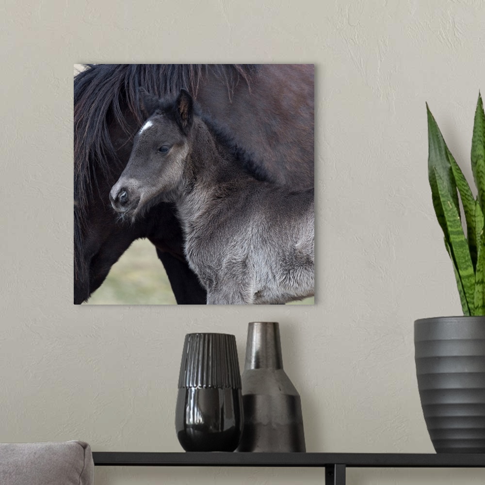 A modern room featuring Newborn foal with horse, Iceland Iceland purebred horse.