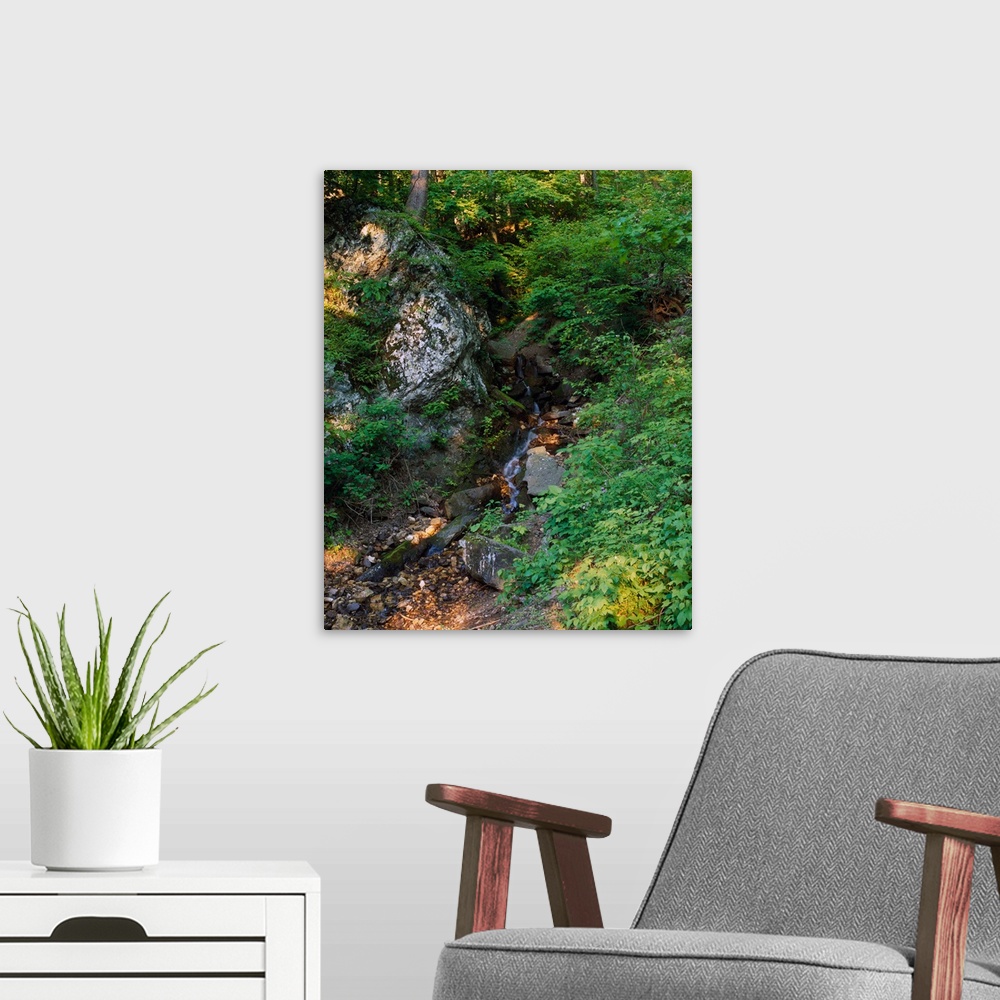 A modern room featuring North Mountain stream, George Washington National Forest, Virginia