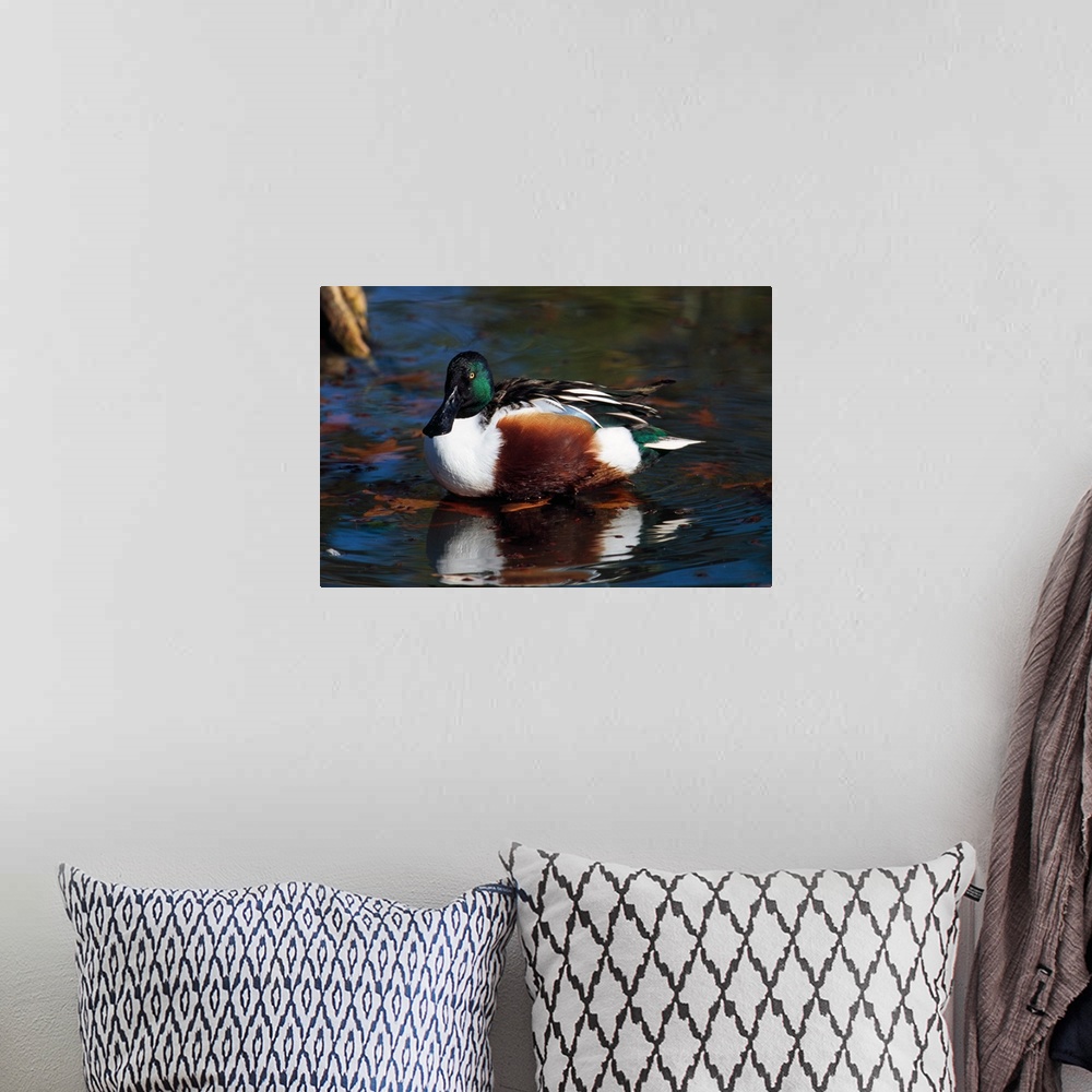 A bohemian room featuring Northern shoveler duck on water, Ohio
