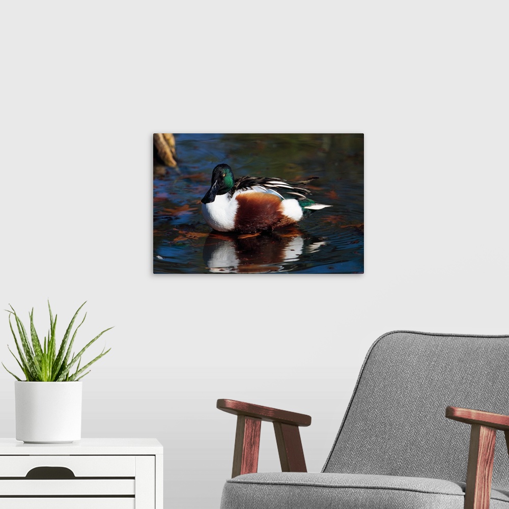 A modern room featuring Northern shoveler duck on water, Ohio