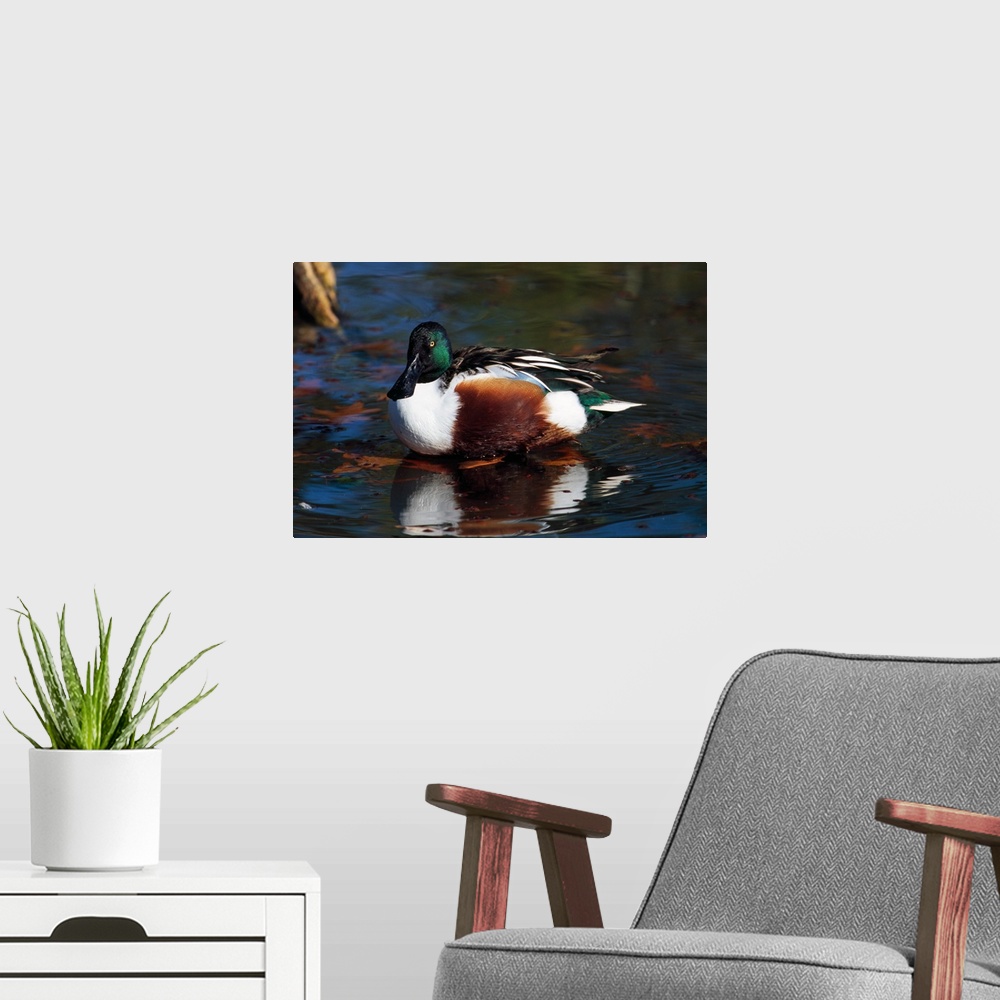 A modern room featuring Northern shoveler duck on water, Ohio