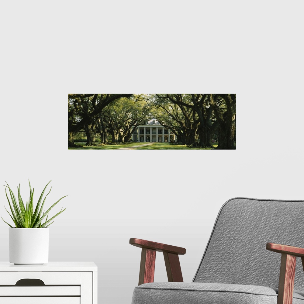 A modern room featuring Panoramic, oversized photograph of Oak Alley Plantation at the end of a pathway surrounded by lar...