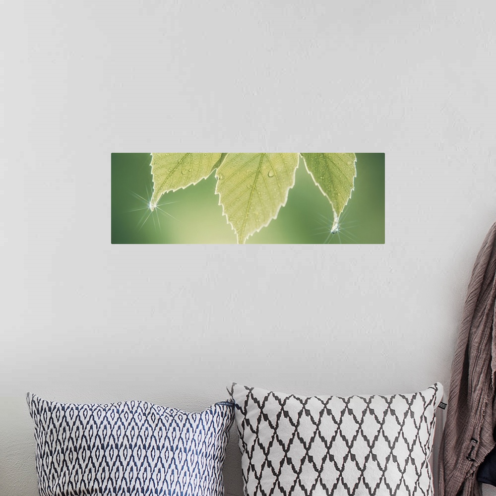 A bohemian room featuring Panoramic nature image of three green leafs hanging down with water drops creating sun starbursts...