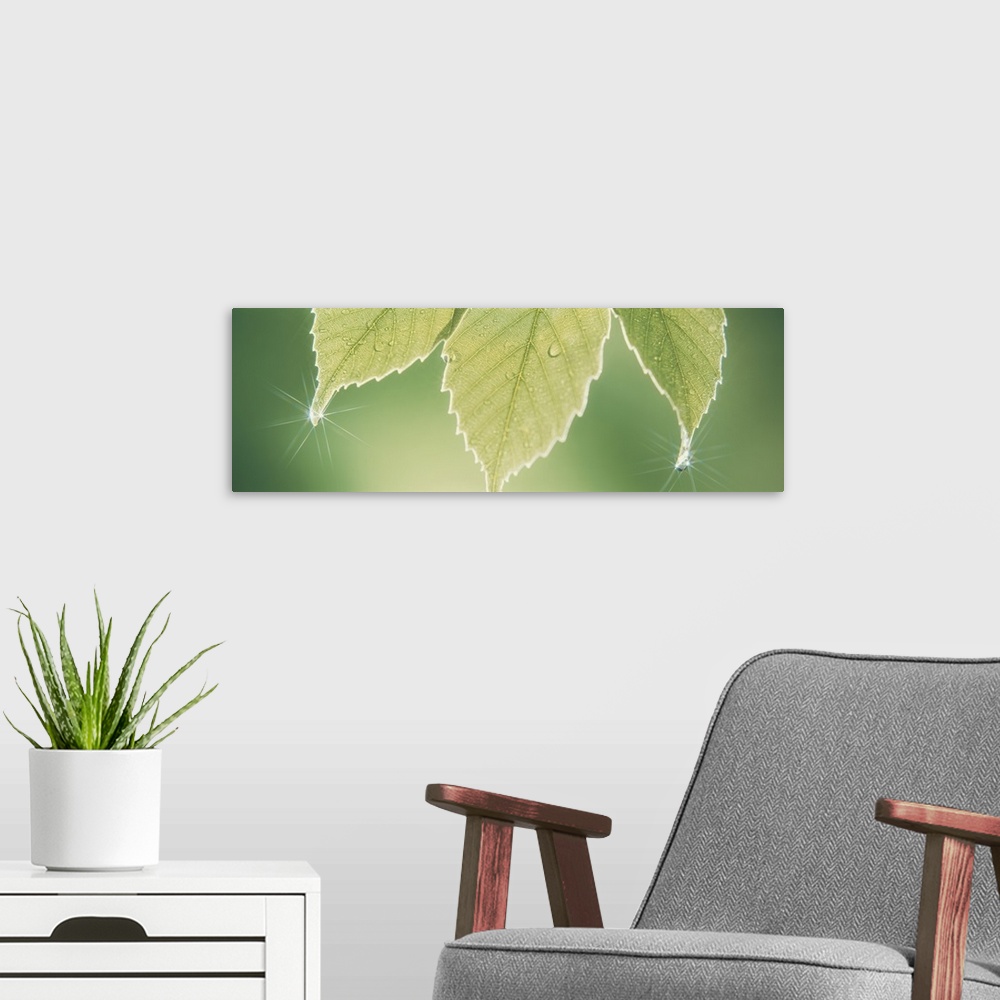 A modern room featuring Panoramic nature image of three green leafs hanging down with water drops creating sun starbursts...