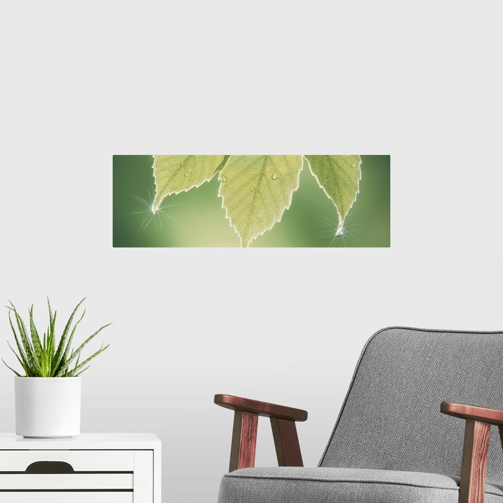 A modern room featuring Panoramic nature image of three green leafs hanging down with water drops creating sun starbursts...