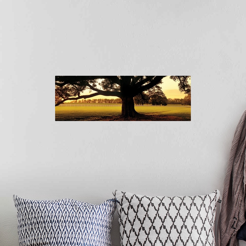 A bohemian room featuring This landscape panoramic wall art is a photograph of the base of the trunk of an ancient southern...