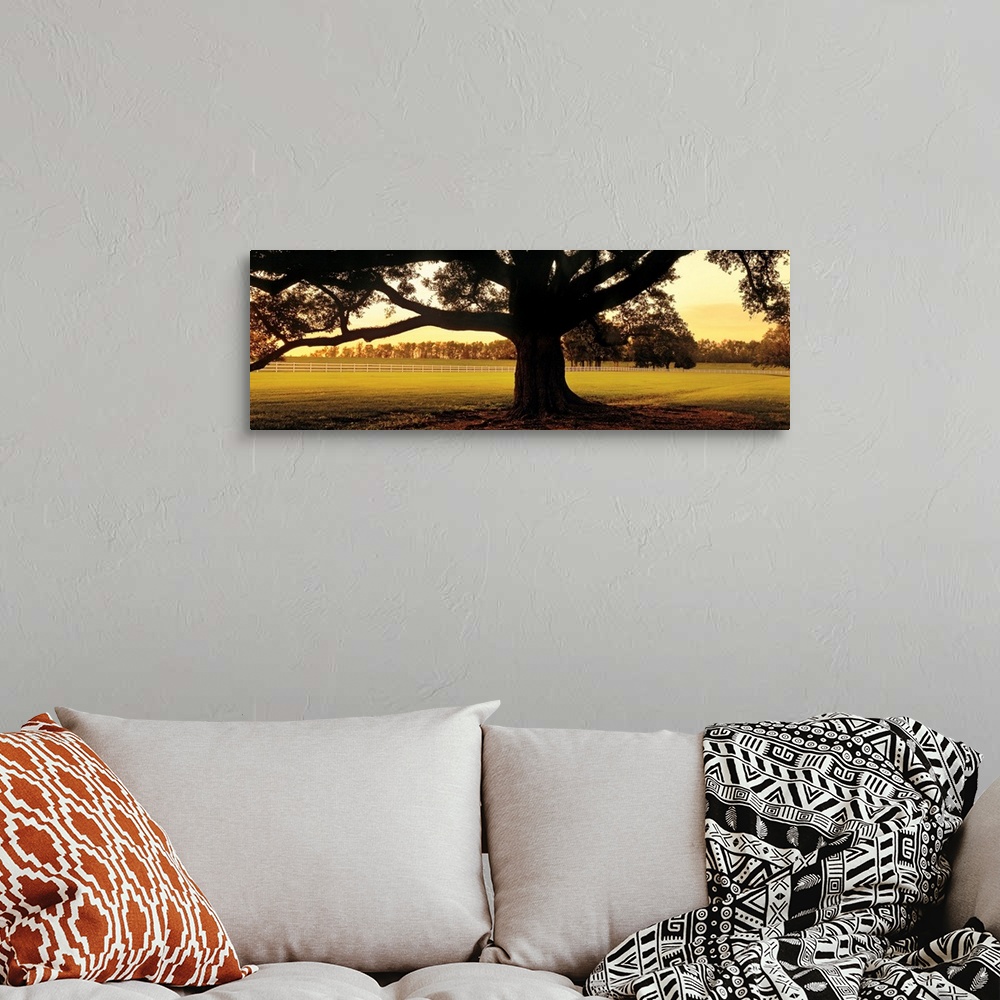 A bohemian room featuring This landscape panoramic wall art is a photograph of the base of the trunk of an ancient southern...
