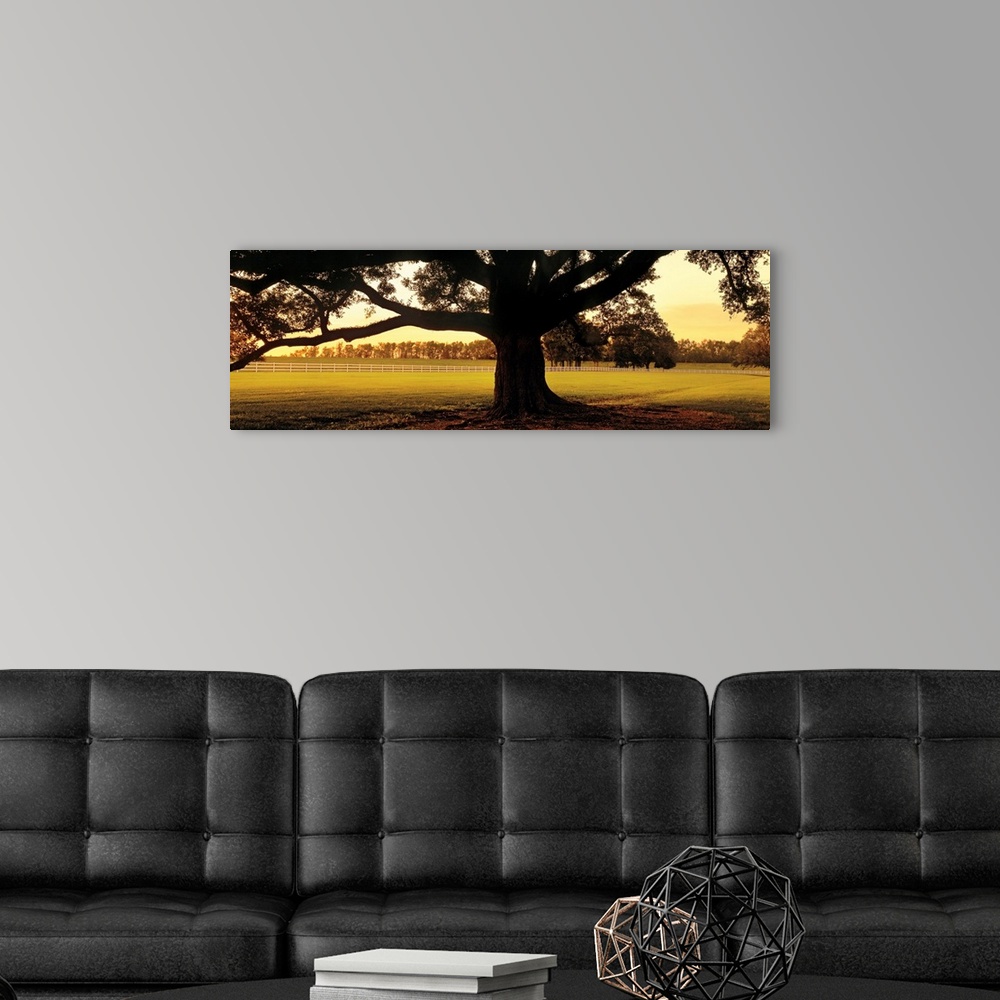 A modern room featuring This landscape panoramic wall art is a photograph of the base of the trunk of an ancient southern...