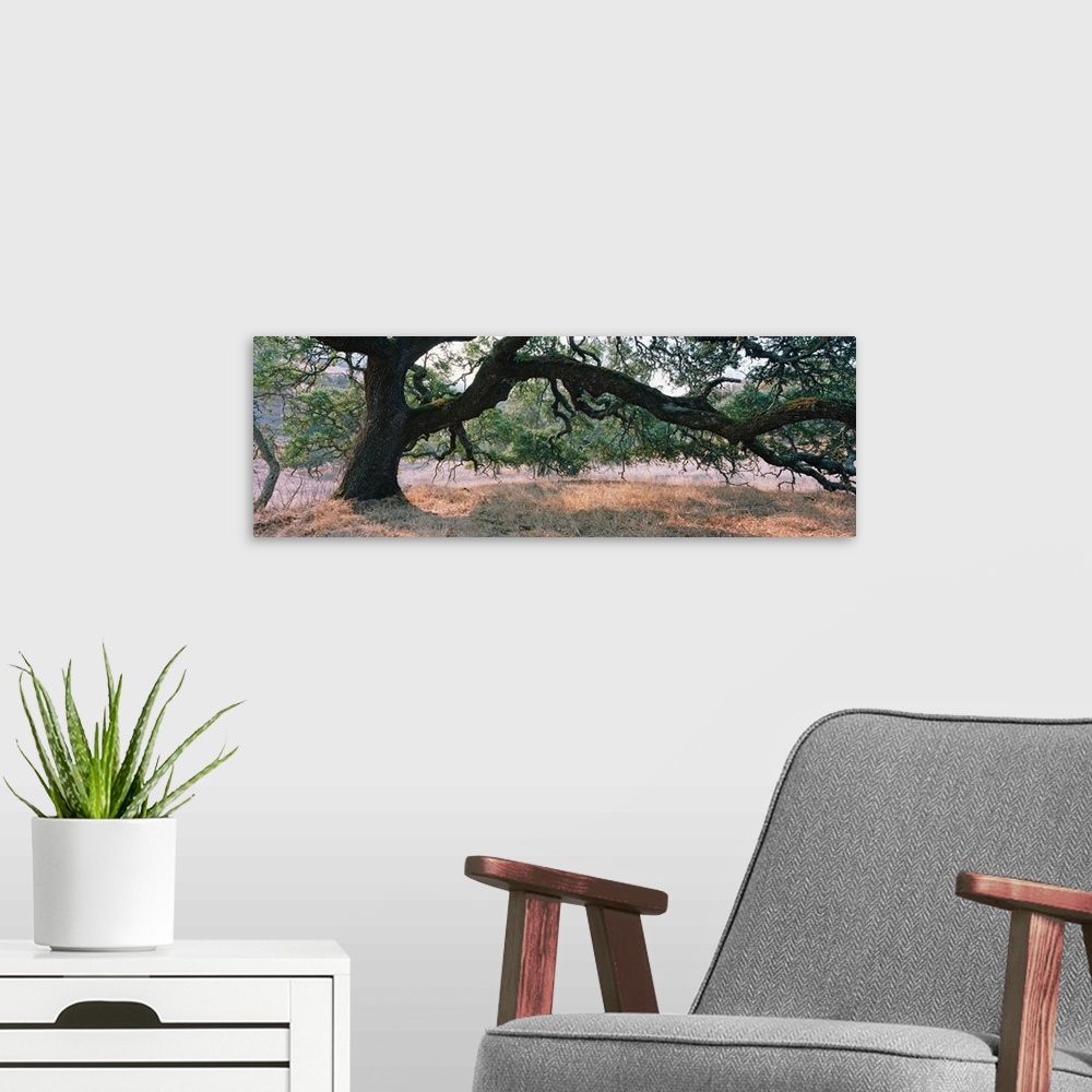 A modern room featuring Large panoramic of a large Oak tree with heavy limbs reaching down to the brown field below.