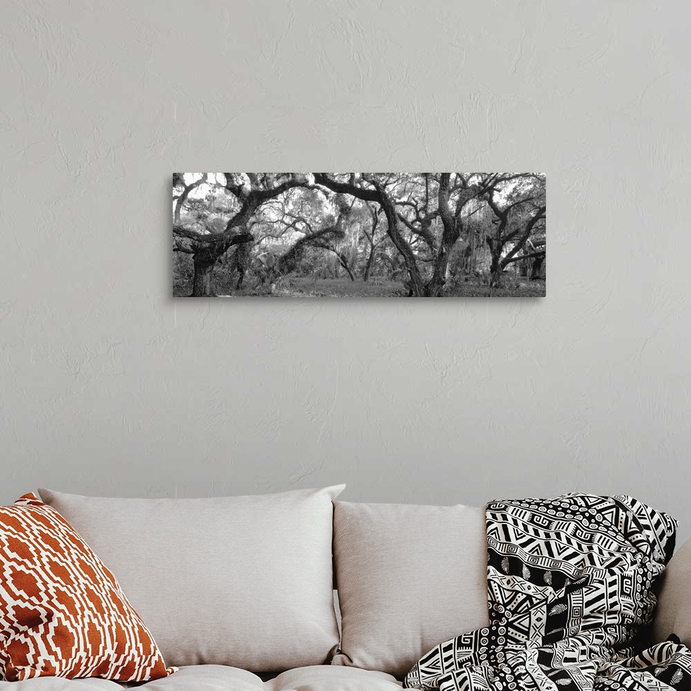 A bohemian room featuring Panoramic photograph on a big canvas of many large oak trees in a dense forest, in Lake Kissimmee...