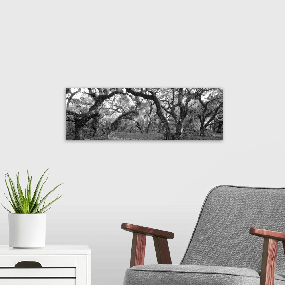 A modern room featuring Panoramic photograph on a big canvas of many large oak trees in a dense forest, in Lake Kissimmee...