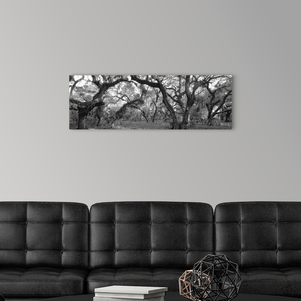 A modern room featuring Panoramic photograph on a big canvas of many large oak trees in a dense forest, in Lake Kissimmee...
