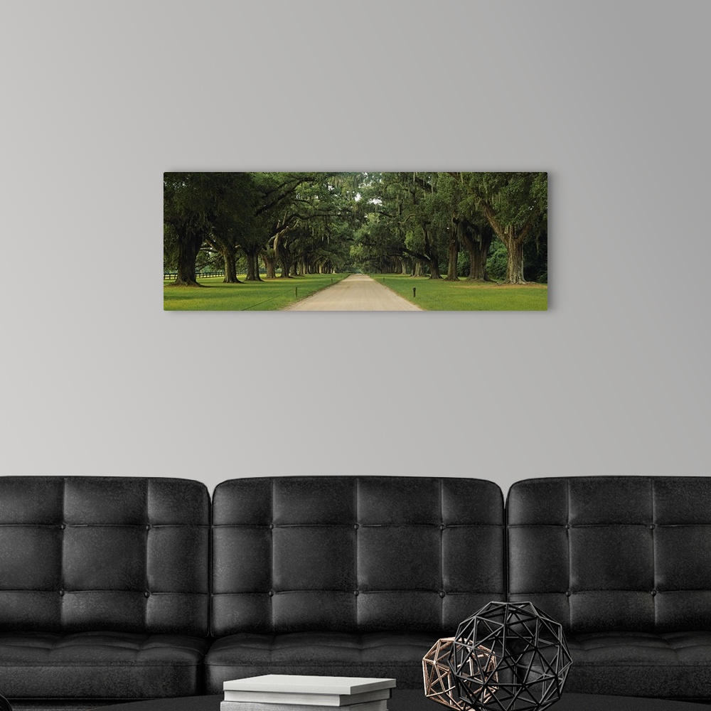A modern room featuring Panoramic image of an oak tree lined path that creates a canopy above the walkway.