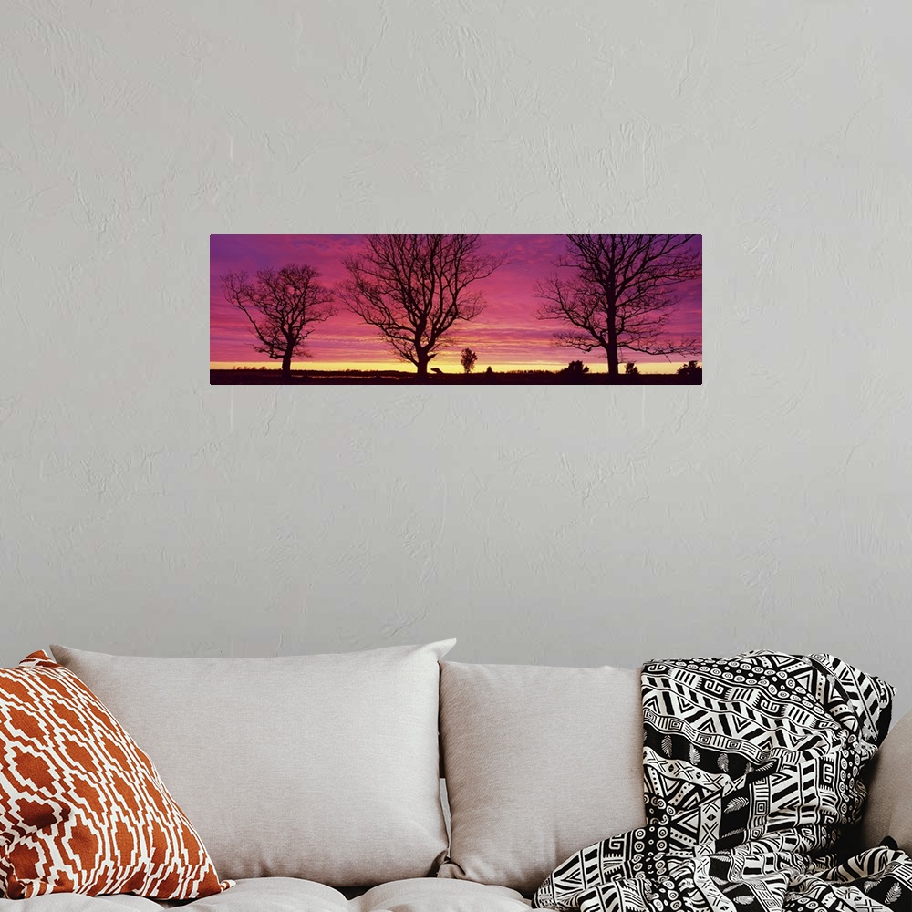 A bohemian room featuring Panoramic photograph displays a group of three large bare trees in the foreground sitting within ...