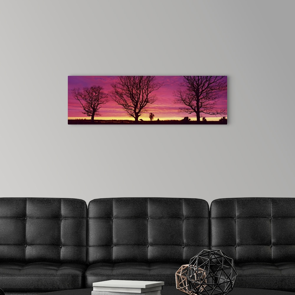 A modern room featuring Panoramic photograph displays a group of three large bare trees in the foreground sitting within ...