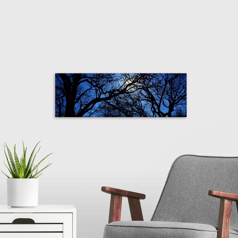 A modern room featuring Panoramic photograph looks through an abundant amount of thick and thin bare tree limbs to get a ...