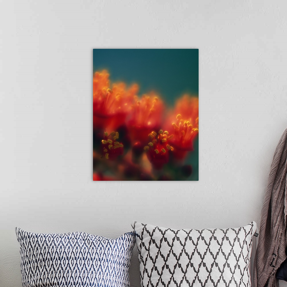 A bohemian room featuring Vertical, soft focus photograph of a cluster of ocotillo cactus blossoms basking in the sunlight.