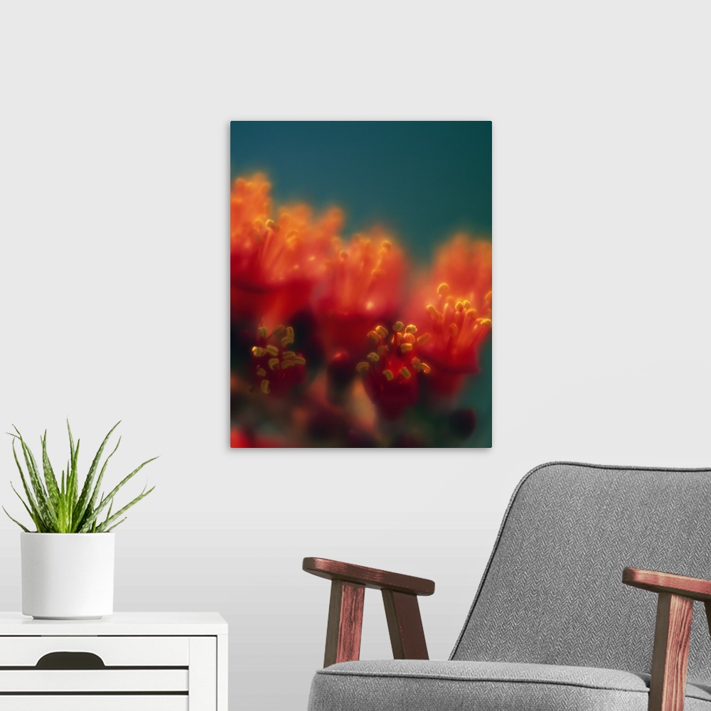 A modern room featuring Vertical, soft focus photograph of a cluster of ocotillo cactus blossoms basking in the sunlight.