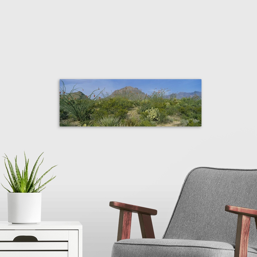 A modern room featuring Ocotillo plants in a park, Big Bend National Park, Texas
