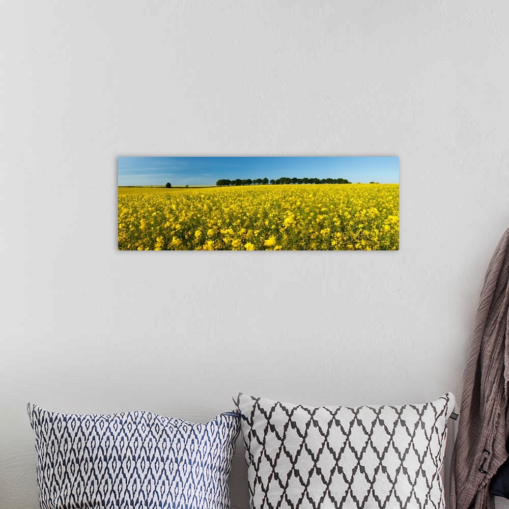 A bohemian room featuring Oilseed rape crop in a field, Cheesefoot Head, Hampshire, England