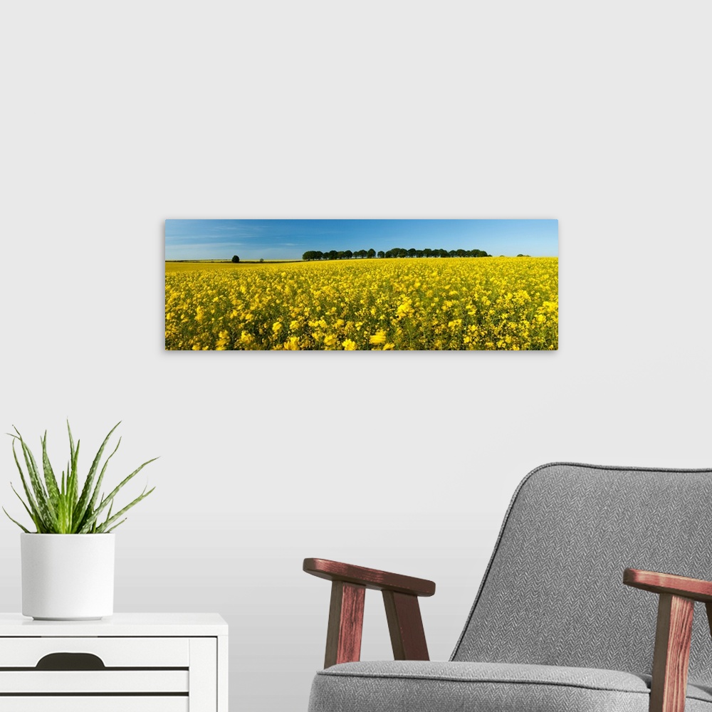 A modern room featuring Oilseed rape crop in a field, Cheesefoot Head, Hampshire, England
