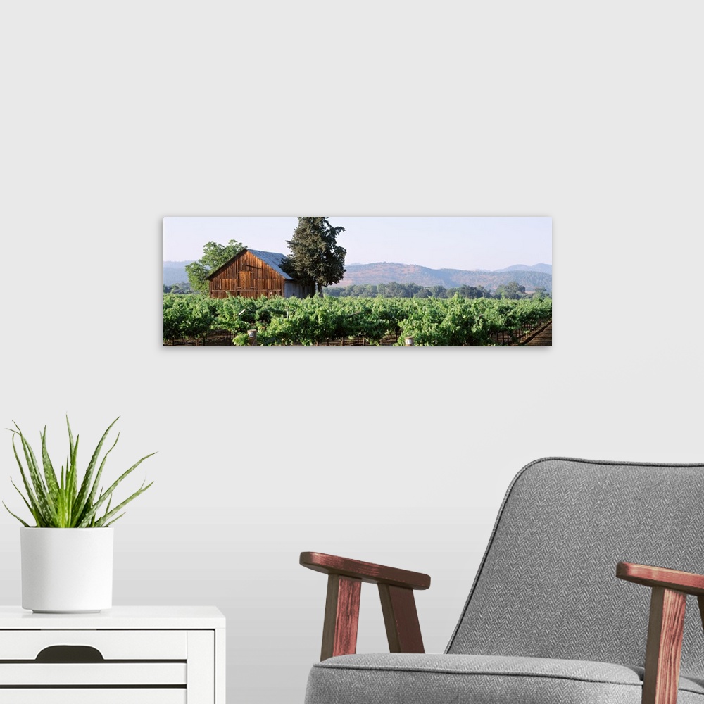 A modern room featuring Panoramic print of an old barn house amonst a vineyard with rolling hills in the distance.