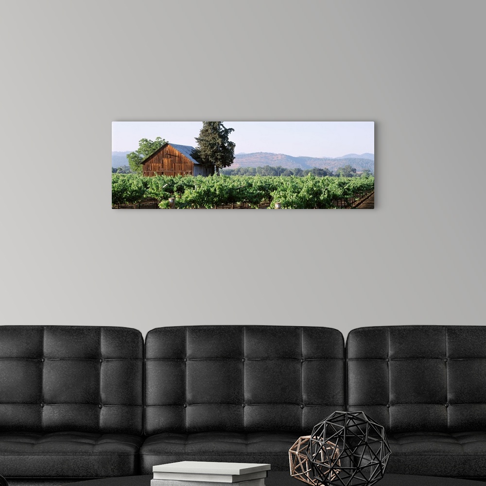 A modern room featuring Panoramic print of an old barn house amonst a vineyard with rolling hills in the distance.
