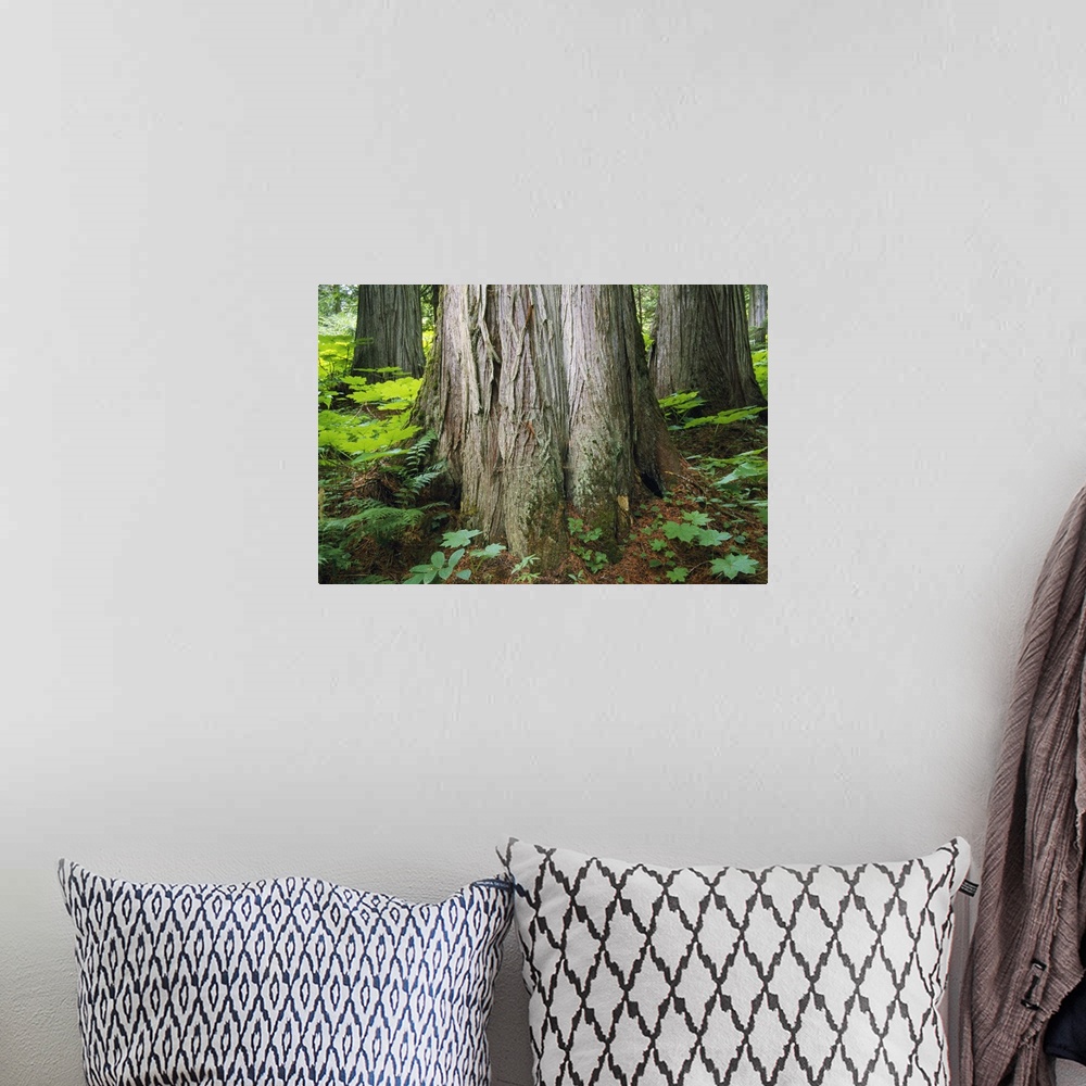 A bohemian room featuring Old-Growth Forest