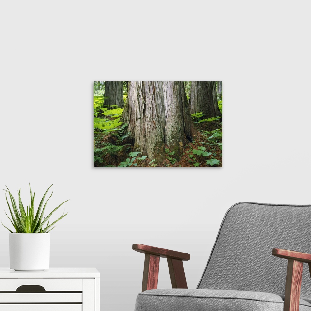 A modern room featuring Old-Growth Forest