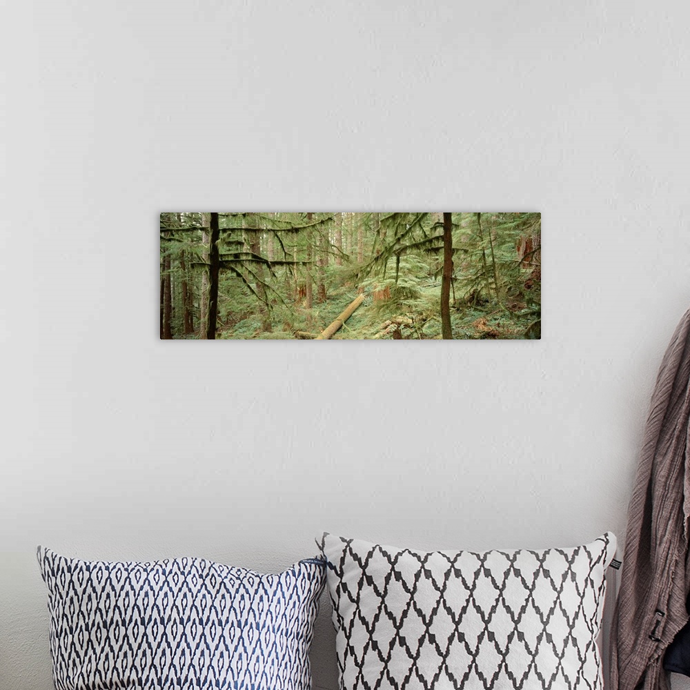A bohemian room featuring Old Growth Forest Drift Creek Wilderness OR