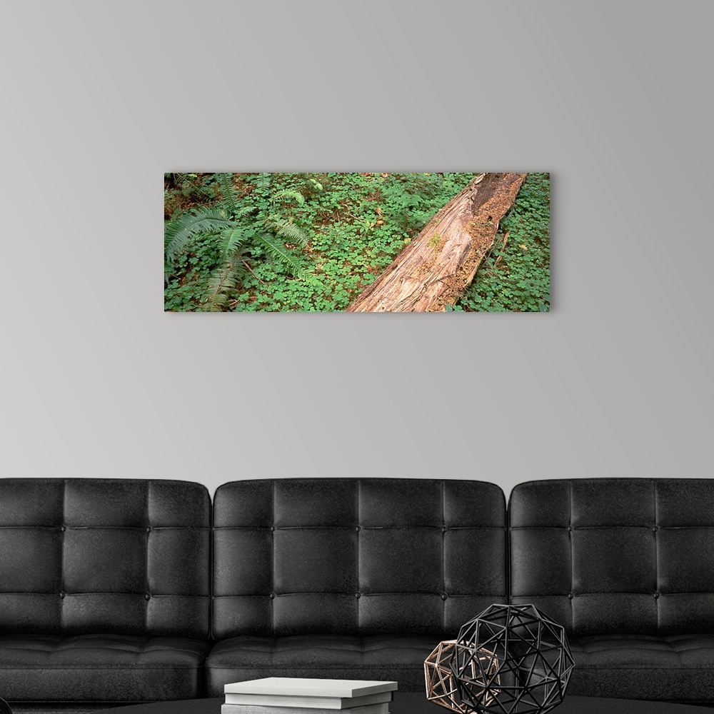 A modern room featuring Old Growth Forest Drift Creek Wilderness OR