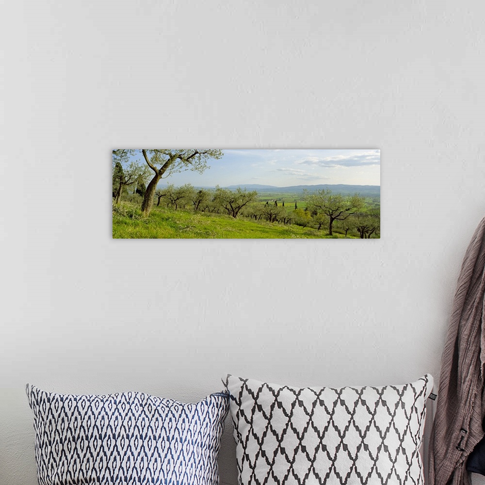 A bohemian room featuring Olive orchard on a landscape, Assisi, Perugia Province, Umbria, Italy