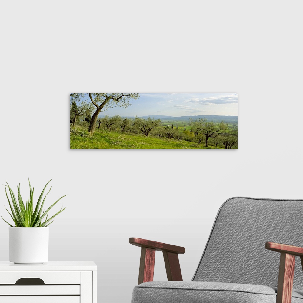 A modern room featuring Olive orchard on a landscape, Assisi, Perugia Province, Umbria, Italy