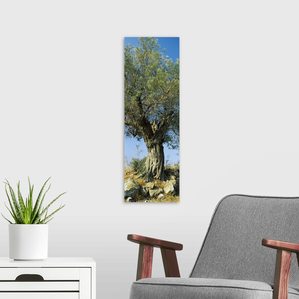 A modern room featuring Olive tree in a field, Aegina, Saronic Gulf Islands, Attica, Greece