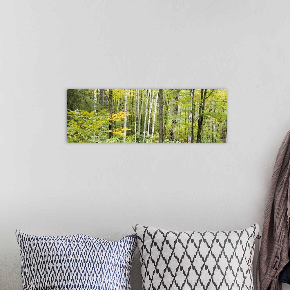A bohemian room featuring Panoramic photo of the up close view of a dense forest.
