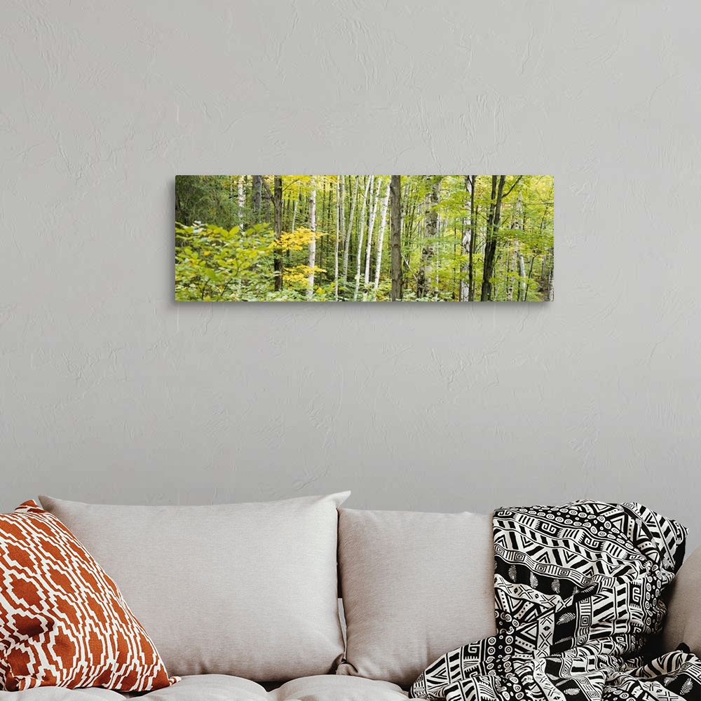 A bohemian room featuring Panoramic photo of the up close view of a dense forest.