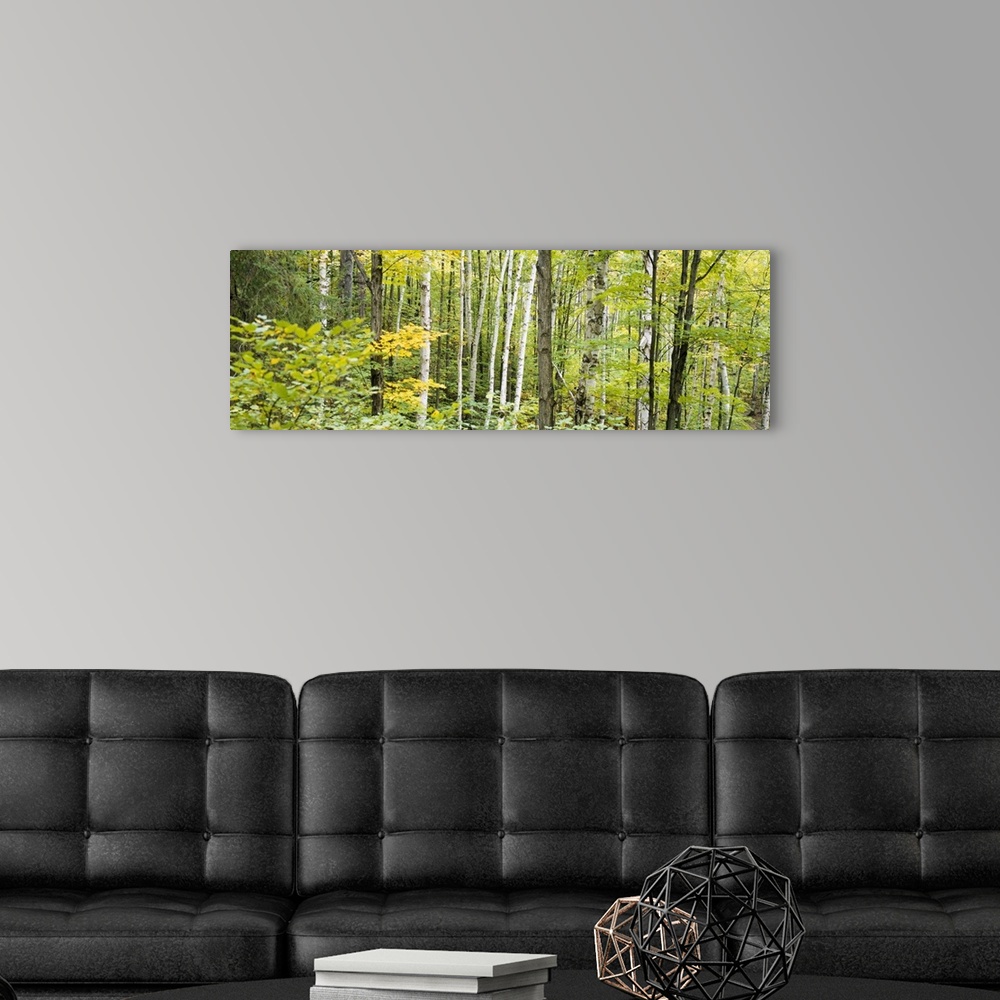A modern room featuring Panoramic photo of the up close view of a dense forest.