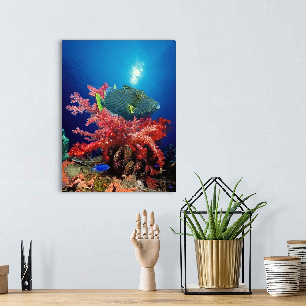 A bohemian room featuring Orange Lined triggerfish (Balistapus undulatus) and soft corals in the ocean