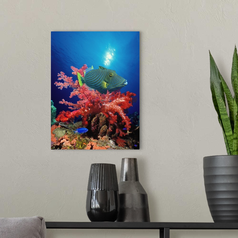 A modern room featuring Orange Lined triggerfish (Balistapus undulatus) and soft corals in the ocean
