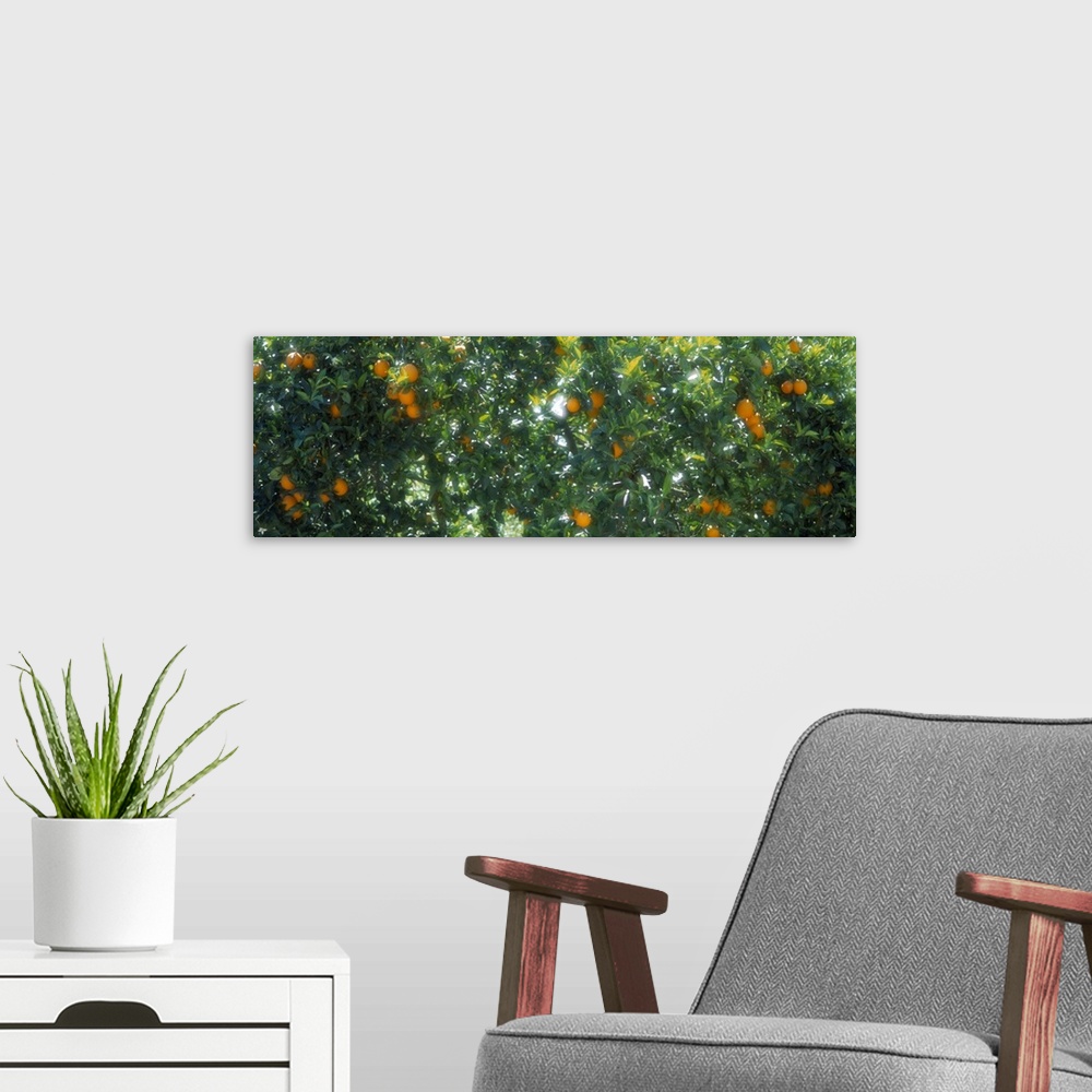 A modern room featuring Orange Trees