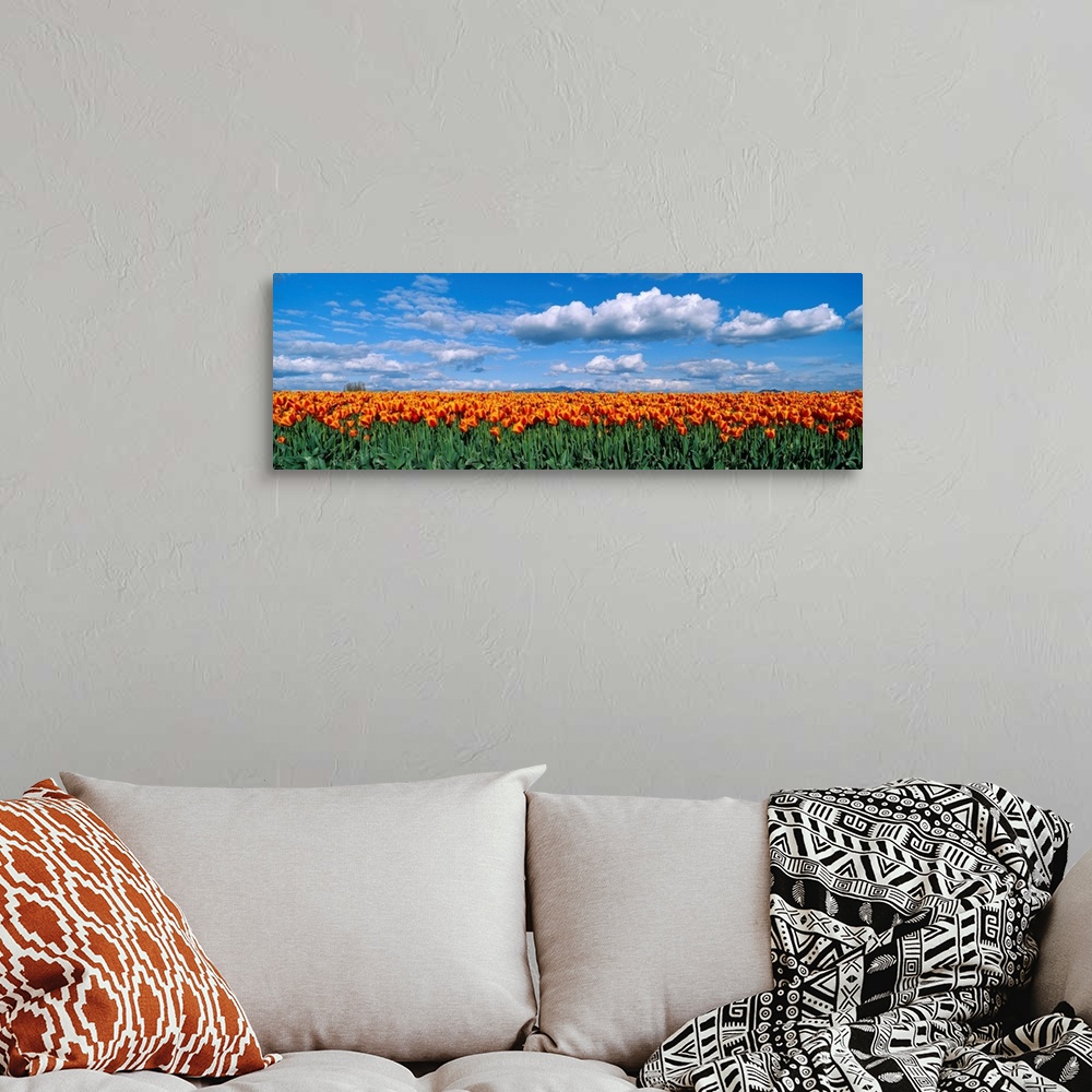 A bohemian room featuring Panoramic photograph of tulip meadow with a cloudy sky above.