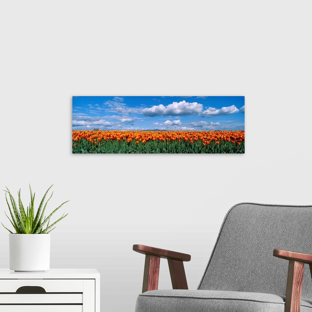 A modern room featuring Panoramic photograph of tulip meadow with a cloudy sky above.