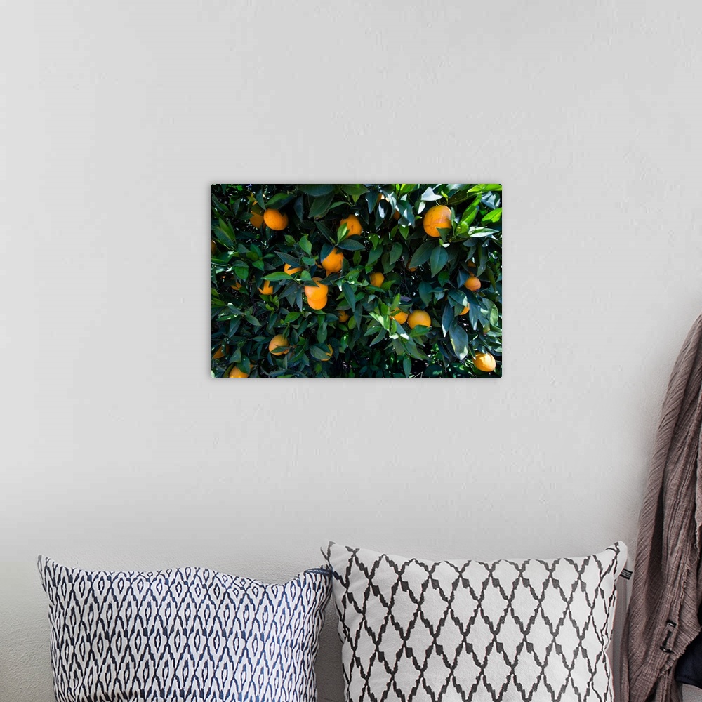 A bohemian room featuring Oranges growing on a tree, California, USA