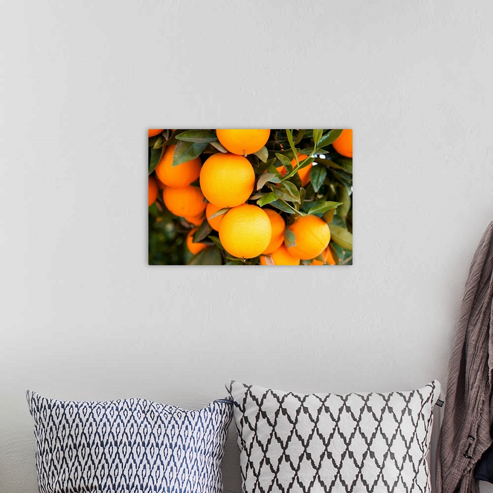 A bohemian room featuring Oranges on a tree, Santa Paula, Ventura County, California