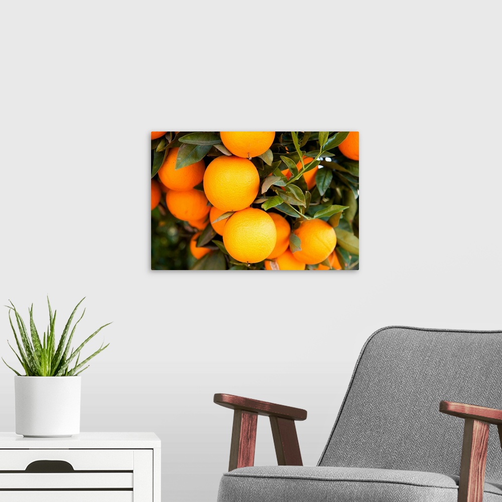 A modern room featuring Oranges on a tree, Santa Paula, Ventura County, California
